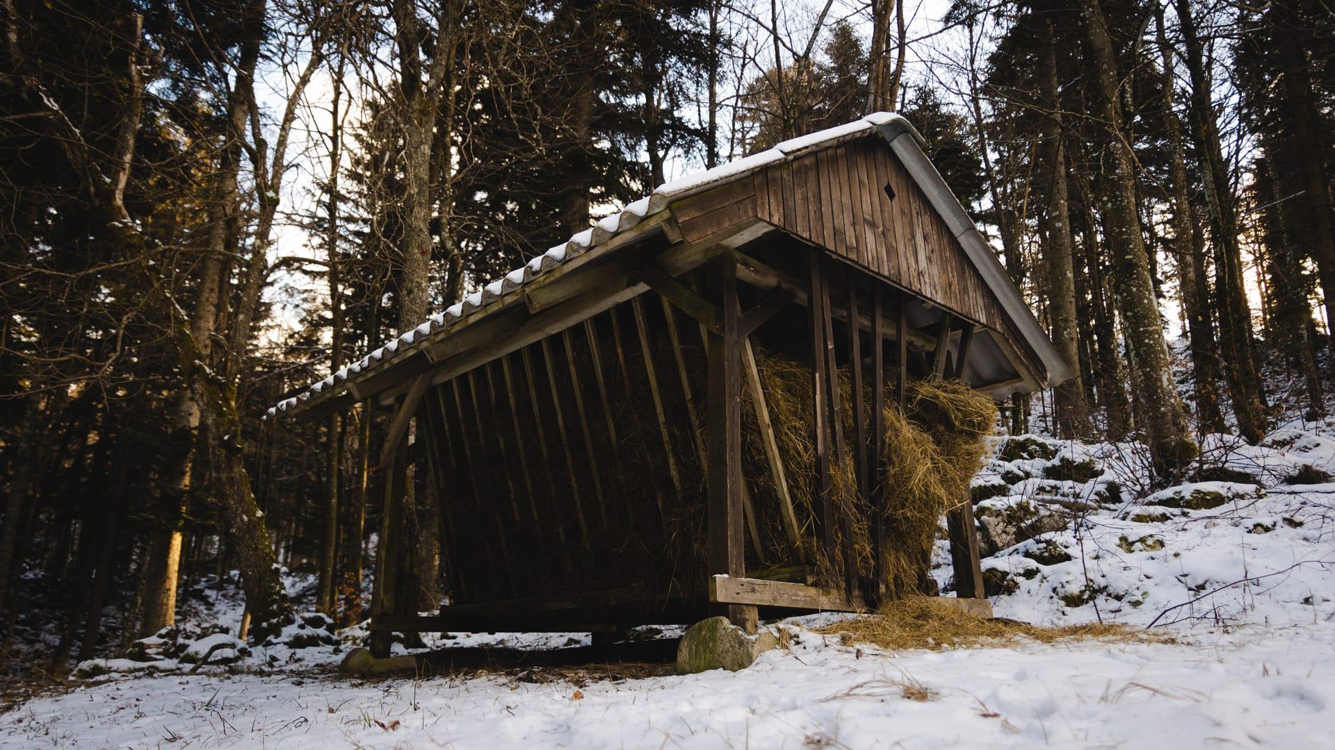 Surrounding forest and nature