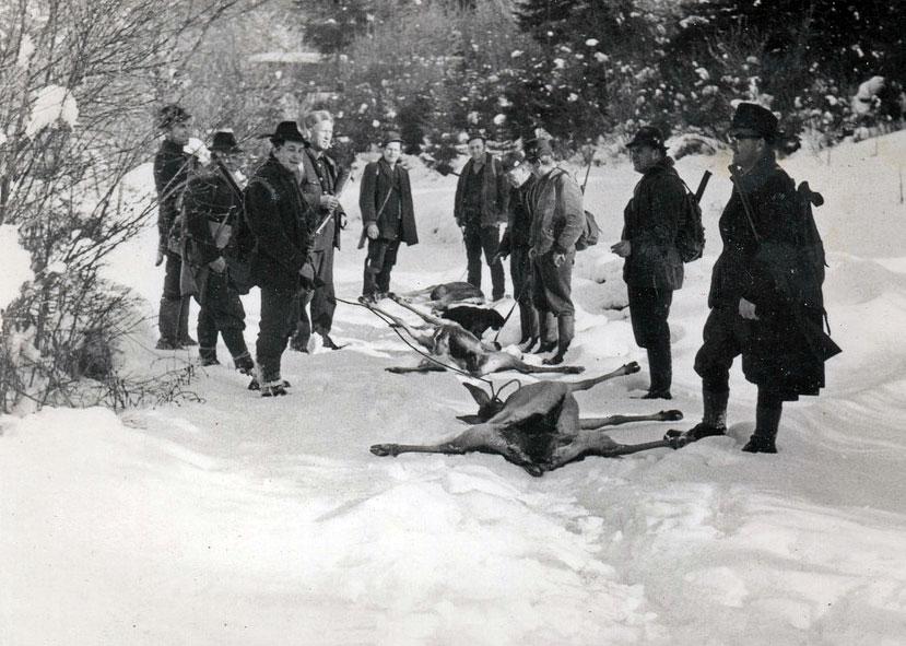 Wildlife and hunting in the Javorniki forests